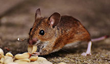 24 Hour & Emergency Exterminators in Greenough, MT